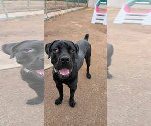 Mutt Dogs for adoption in phoenix, AZ, USA