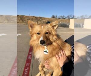 Finnish Spitz-Unknown Mix Dogs for adoption in Dallas, TX, USA