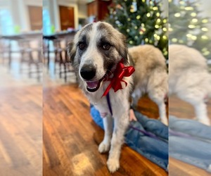 Mutt Dogs for adoption in Columbus, IN, USA