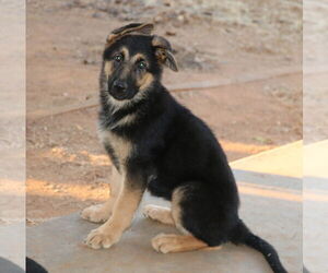 German Shepherd Dog Dogs for adoption in San Diego, CA, USA