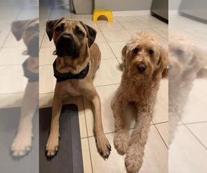 Mastiff Dogs for adoption in Brights Grove, Ontario, Canada