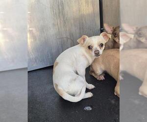 Chihuahua Dogs for adoption in San Antonio, TX, USA
