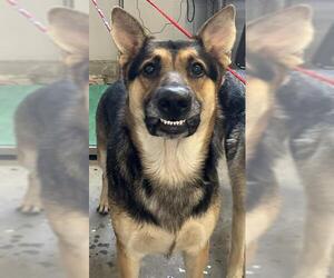 German Shepherd Dog Dogs for adoption in Camarillo, CA, USA