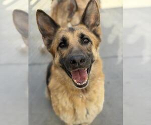 German Shepherd Dog Dogs for adoption in Santa Barbara, CA, USA