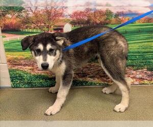Siberian Husky-Unknown Mix Dogs for adoption in Moreno Valley, CA, USA