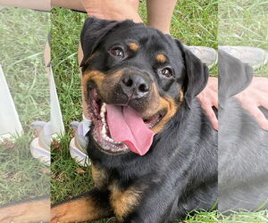 Rottweiler Dogs for adoption in Mooresville, NC, USA