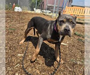 American Pit Bull Terrier Dogs for adoption in Denver, CO, USA