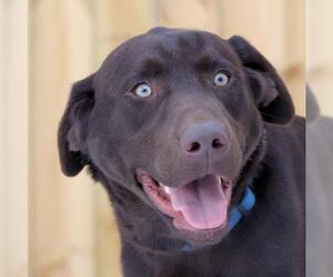 Labrador Retriever Dogs for adoption in Estherville, IA, USA