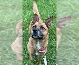 German Shepherd Dog-Unknown Mix Dogs for adoption in Fort Lauderdale, FL, USA