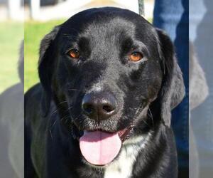 Labrador Retriever Dogs for adoption in Nashville, IN, USA