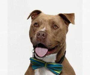American Pit Bull Terrier Dogs for adoption in Santa Maria, CA, USA