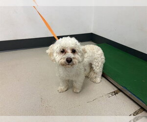 Maltipoo (Miniature) Dogs for adoption in Corona, CA, USA