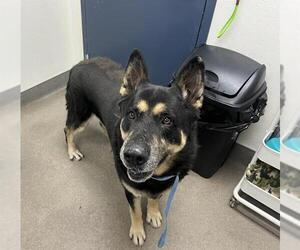 German Shepherd Dog-Unknown Mix Dogs for adoption in HESPERIA, CA, USA