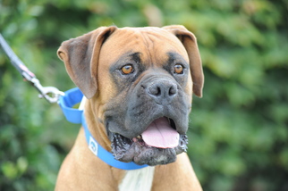 Boxer Dogs for adoption in Alameda, CA, USA