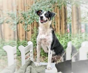 Border Collie-Unknown Mix Dogs for adoption in Laramie, WY, USA
