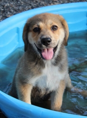 Australian Shepherd Dogs for adoption in Spring, TX, USA