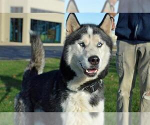 Siberian Husky Dogs for adoption in Decatur, IL, USA
