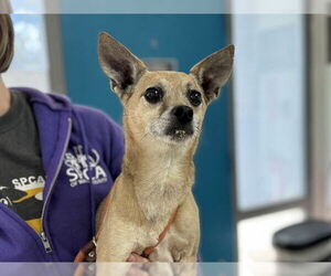 Chihuahua Dogs for adoption in Raleigh, NC, USA