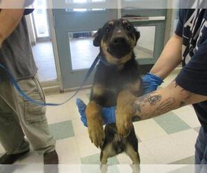 German Shepherd Dog-Unknown Mix Dogs for adoption in Oklahoma City, OK, USA