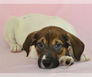 Black and Tan Coonhound-Unknown Mix Dogs for adoption in Oroville, CA, USA