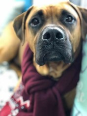 Boxador Dogs for adoption in Smyrna, GA, USA