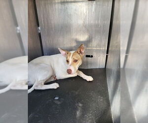 Mutt Dogs for adoption in San Antonio, TX, USA