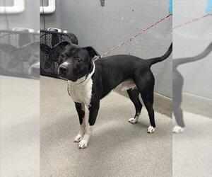 American Pit Bull Terrier-Labrador Retriever Mix Dogs for adoption in Las Vegas, NV, USA