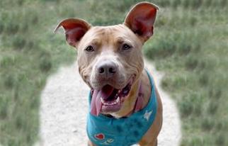 American Pit Bull Terrier-Unknown Mix Dogs for adoption in Voorhees, NJ, USA