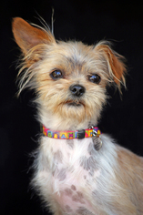 Shih Tzu-Unknown Mix Dogs for adoption in San Pedro, CA, USA