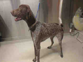 German Shorthaired Pointer Dogs for adoption in Fairbanks, AK, USA