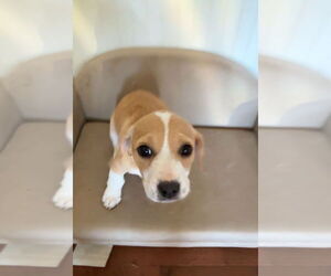 Basset Hound Dogs for adoption in Harrison, AR, USA