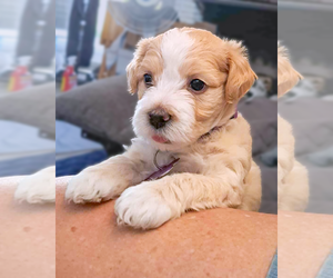 Maltese-Unknown Mix Dogs for adoption in Corona, CA, USA