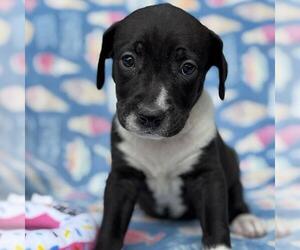 Labrador Retriever-Unknown Mix Dogs for adoption in San Diego, CA, USA