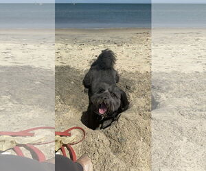 Tibetan Terrier-Unknown Mix Dogs for adoption in Virginia Beach, VA, USA