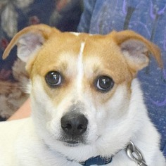 Pembroke Welsh Corgi Dogs for adoption in Huntley, IL, USA