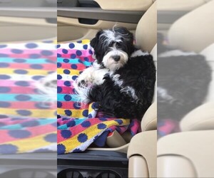 Havanese Dogs for adoption in Chantilly, VA, USA