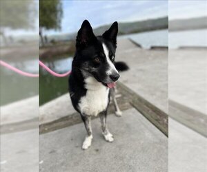 Border Collie-Unknown Mix Dogs for adoption in Fremont, CA, USA