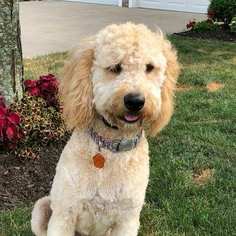 Goldendoodle Dogs for adoption in FAIRLAWN, OH, USA