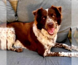 German Shorthaired Pointer-Unknown Mix Dogs for adoption in Marrero, LA, USA