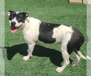 American Pit Bull Terrier-Unknown Mix Dogs for adoption in Rockwall, TX, USA