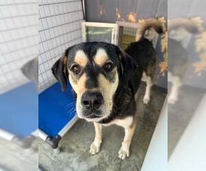 Anatolian Shepherd-Unknown Mix Dogs for adoption in Lathrop, CA, USA