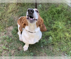 Basset Hound Dogs for adoption in Whittier, CA, USA