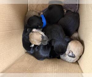 Mutt Dogs for adoption in Riverside, CA, USA