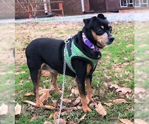 Miniature Pinscher Dogs for adoption in Franklin, TN, USA