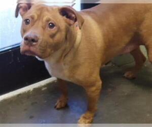 Mutt Dogs for adoption in Tulsa, OK, USA