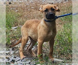 Labrador Retriever-Unknown Mix Dogs for adoption in Wetumpka, AL, USA