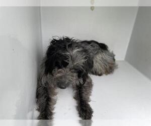 Poodle (Standard) Dogs for adoption in Houston, TX, USA