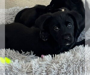 Sheprador Dogs for adoption in Dana Point, CA, USA