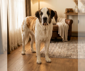 Saint Bernard-Unknown Mix Dogs for adoption in Vail, AZ, USA