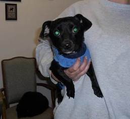 Chiweenie Dogs for adoption in Belleville, MI, USA